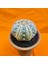 Astrophytum Asterias Superkabuto V-Type 9 cm Boyutunda Özel Tür Kaktüs 3