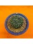Gymnocalycium Inermis Cristat 6 cm Özel Tür Kaktüs 2