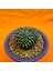 Gymnocalycium Inermis Cristat 6 cm Özel Tür Kaktüs 3