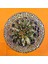 Gymnocalycium Marble 6,5 cm Özel Tür Kaktüs 1