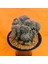 Gymnocalycium Cristat 11 cm Özel Tür Kaktüs 2