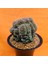 Gymnocalycium Cristat 11 cm Özel Tür Kaktüs 3