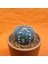 Astrophytum Asterias 6 cm Özel Tür Kaktüs 3