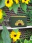 Shining Sunflower - Mini Çanta 5
