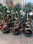 Ficus Microcarpa Ginseng Omono Bonsai | 110 cm Boyutunda S Form 2