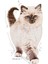 Royal Kitten Yavru Kediler için Kuru Kedi Maması 4kg 6