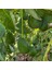 Avokado 250 gr Üzeri 4
