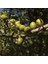 / Argan Yağı / Organik / Soğuk Sıkım 3