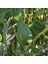 Avokado 200-250 gr 2