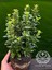 Sütun Taflan Yarı Bodur Çit Bitkisi Roket Şimşir Fidanı Green Spire 15-20 cm 2