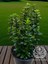 Sütun Taflan Yarı Bodur Çit Bitkisi Roket Şimşir Fidanı Green Spire 15-20 cm 3