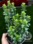Sütun Taflan Yarı Bodur Çit Bitkisi Roket Şimşir Fidanı Green Spire 15-20 cm 4