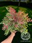 Nandina Seika Renk Değiştiren Cennet Bambusu Nandina Obsession Seika 30-40 cm 2