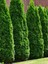 Smaragd Batı Mazısı Fidanı Thuja Occidentalis Smaragd Çam Ağacı 40-50 cm 4