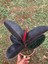 Bordo Kauçuk (Ficus Elastica “ruby”) 2