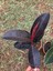 Bordo Kauçuk (Ficus Elastica “ruby”) 3