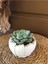 Echeveria Sukulent Şık Dekoratif Saksı 1