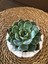 Echeveria Sukulent Şık Dekoratif Saksı 2