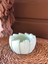 Echeveria Sukulent Şık Dekoratif Saksı 3