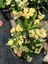 Primerose Yellow Dikenler Tacı Hollanda Kökenli Euphorbia Milii 1
