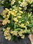 Primerose Yellow Dikenler Tacı Hollanda Kökenli Euphorbia Milii 2