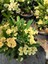 Primerose Yellow Dikenler Tacı Hollanda Kökenli Euphorbia Milii 3