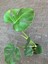 Monstera (Monstera Deliciosa) Deve Tabanı Salon Bitkisi 3