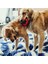 Ring Köpek Oyuncağı L Irk 13CM Lzwdr 3