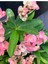 Thailand Kökenli Pink Splash Dikenler Tacı Euphorbia Milii 2