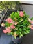 Thailand Kökenli Pink Splash Dikenler Tacı Euphorbia Milii 3