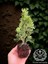10 Adet Smaragd Mazı Fidanı Çit Bitkisi Thuja Occidentalis Çam Ağacı 15-20 cm 3