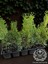 10 Adet Smaragd Mazı Fidanı Çit Bitkisi Thuja Occidentalis Çam Ağacı 15-20 cm 2