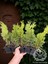 10 Adet Smaragd Mazı Fidanı Çit Bitkisi Thuja Occidentalis Çam Ağacı 15-20 cm 1