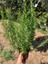 Aromatik Biberiye 1