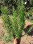Aromatik Biberiye 2