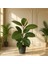 Yeşil Kauçuk (Ficus Elastica) 1