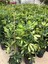Alacalı Şeflera (Schefflera Arboricola ‘variegata’) Salon Bitkisi 1