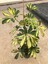 Alacalı Şeflera (Schefflera Arboricola ‘variegata’) Salon Bitkisi 3