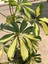 Alacalı Şeflera (Schefflera Arboricola ‘variegata’) Salon Bitkisi 4