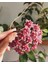 Hoya Carnosa Red Dragon Mum Çiçeği 1