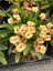 Thailand Kökenli Cream Splash Dikenler Tacı Euphorbia Milii 1