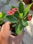 Hollanda Kökenli Red Sonali Dikenler Tacı Fidesi – Euphorbia Milii 2