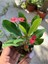 Hollanda Kökenli Red Sonali Dikenler Tacı Fidesi – Euphorbia Milii 3