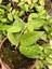 Hoya Parasitica Black Margin Mum Çiçeği 2