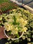 Hollanda Kökenli Primerose Yellow Dikenler Tacı Euphorbia Milii 1