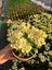 Hollanda Kökenli Primerose Yellow Dikenler Tacı Euphorbia Milii 3