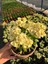 Hollanda Kökenli Primerose Yellow Dikenler Tacı Euphorbia Milii 4