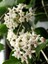 Hoya Australis Mum Çiçeği 1