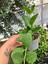 Hoya Australis Mum Çiçeği 3