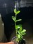 Hoya Australis Mum Çiçeği 4